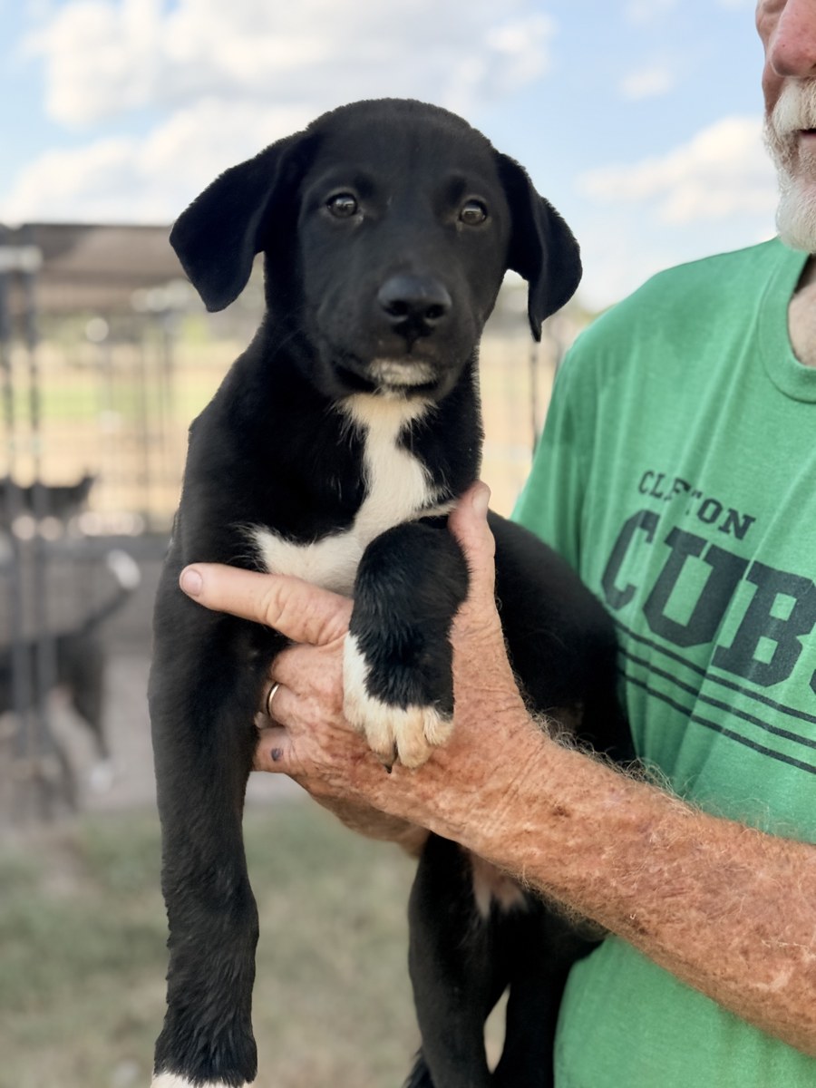 Cosmo, Husky Mix