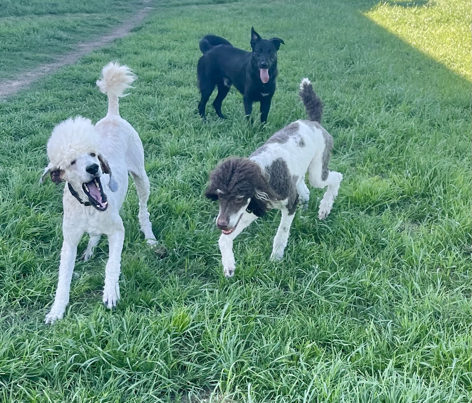 Dogs spending time together in the sanctuary yard