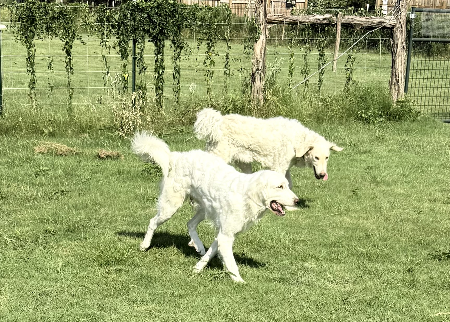 Two white dogs running together beside the fenced yard
