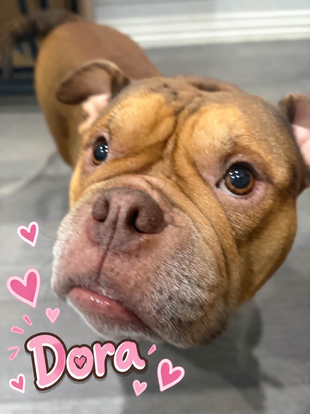 Dora, our brown bulldog, with pink hearts and her name