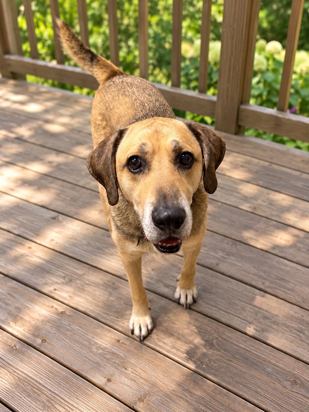 Dutch, our newest permanent sanctuary resident, standing on a wooden deck