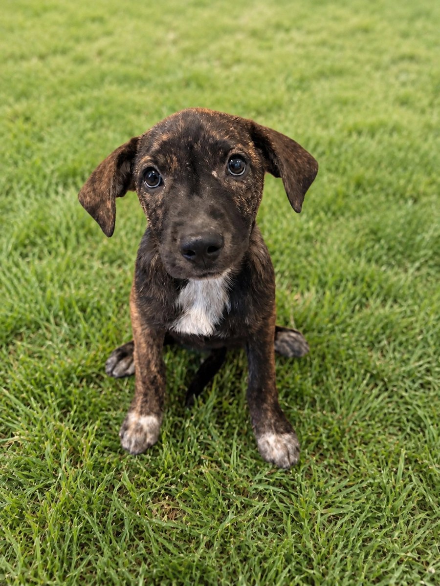 Laurel, Plott Hound Mix