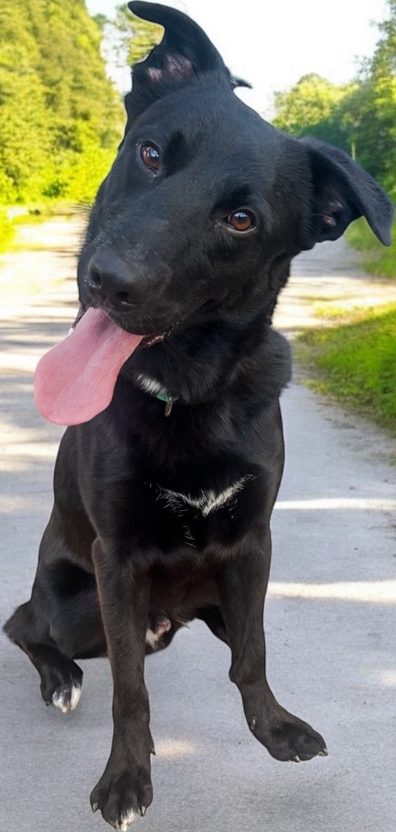 Monster, Border Collie Mix