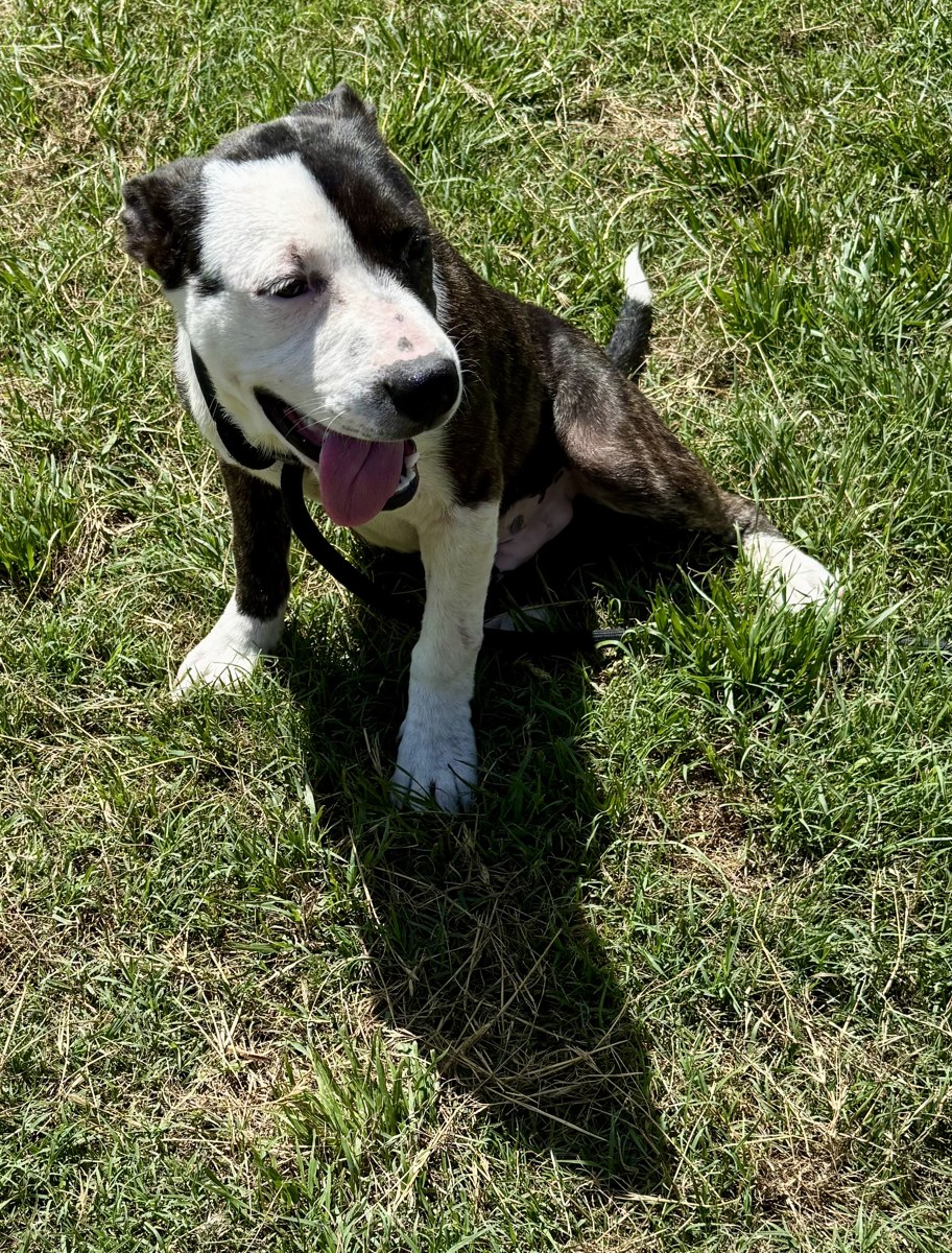 Phantom, Mixed Breed
