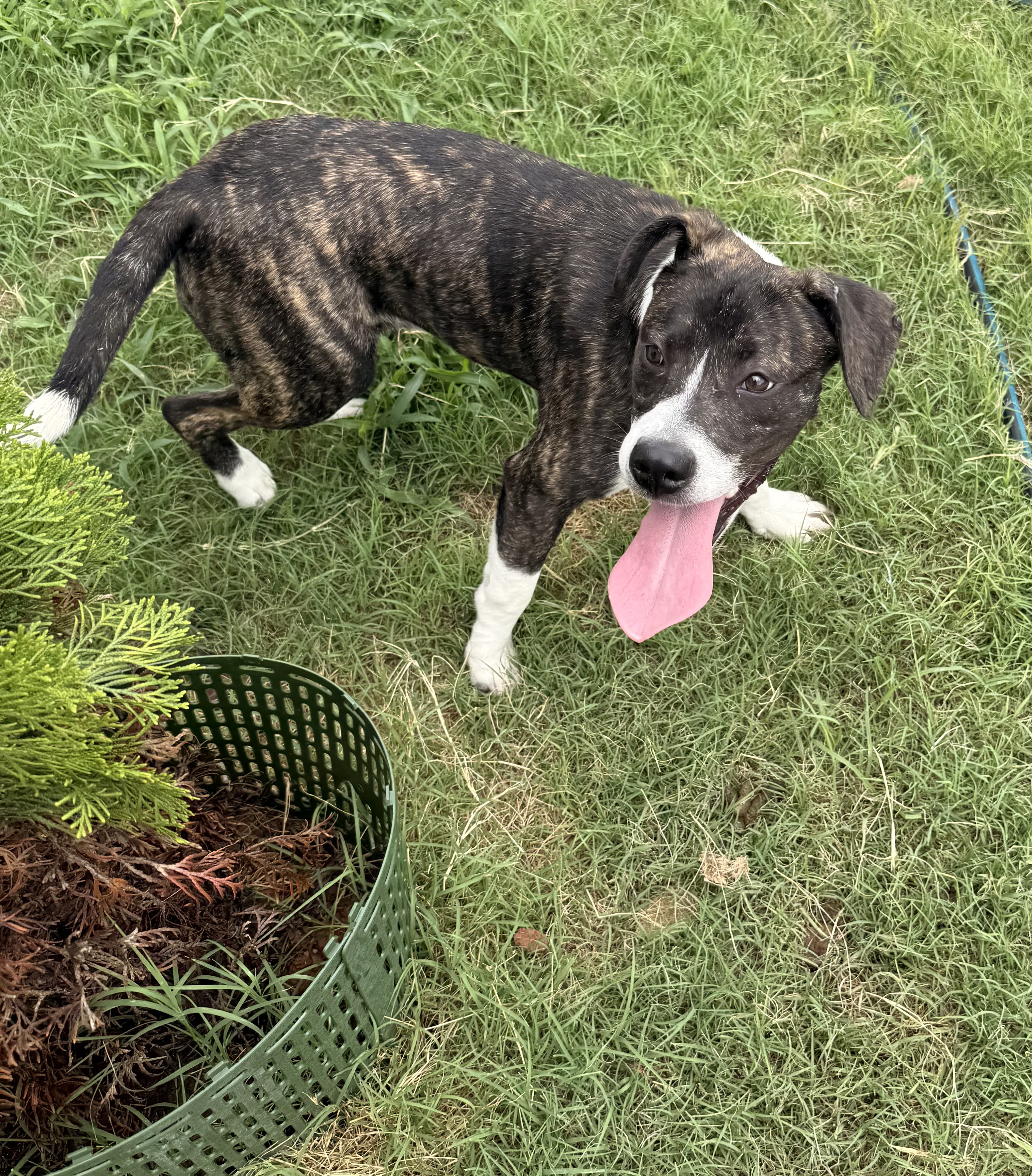 Christine, a sanctuary resident at EveryBuddy