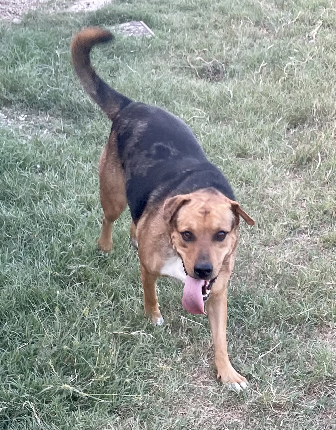 Hannah, a sanctuary resident at EveryBuddy