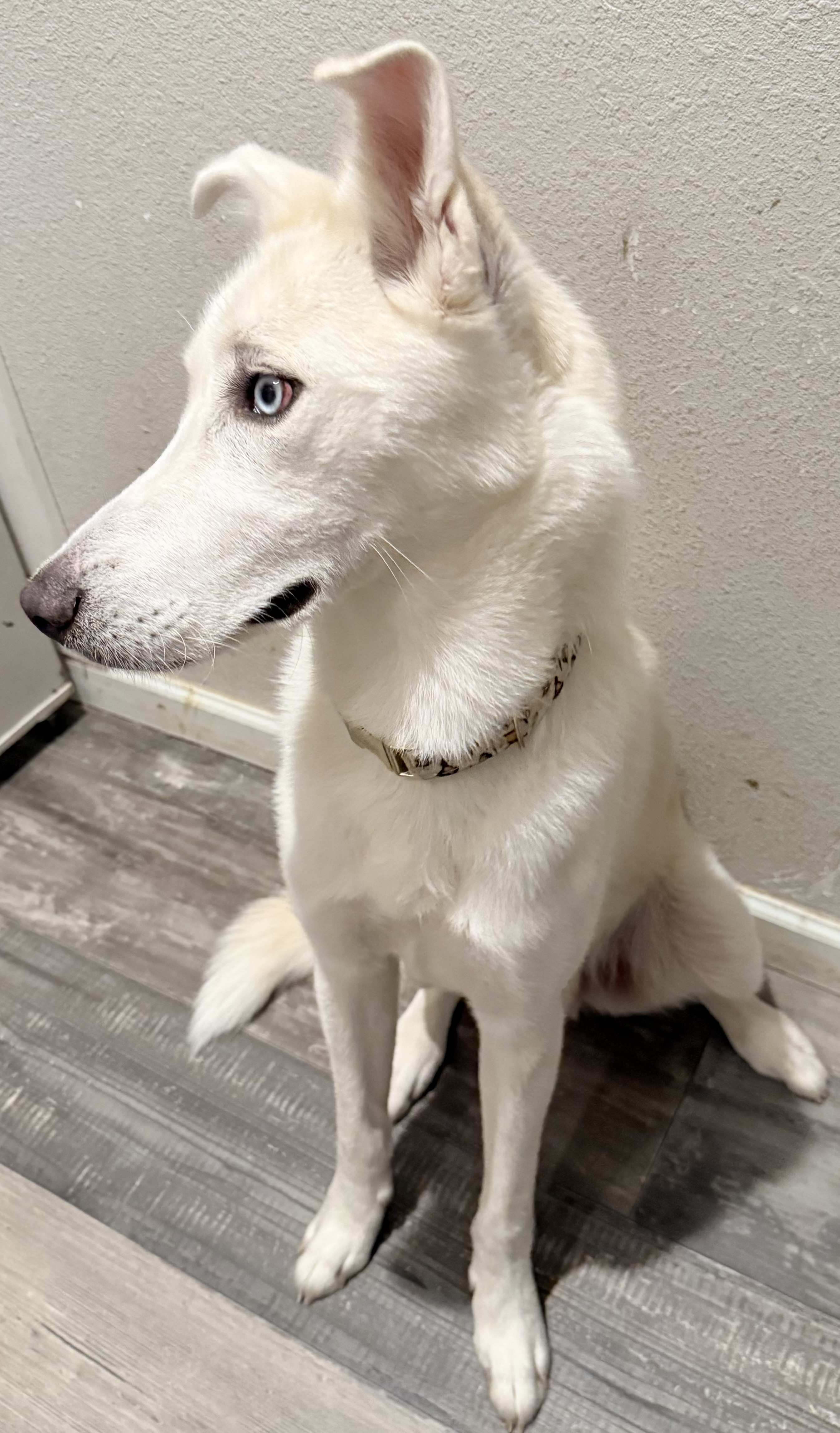Lumos, a sanctuary resident at EveryBuddy