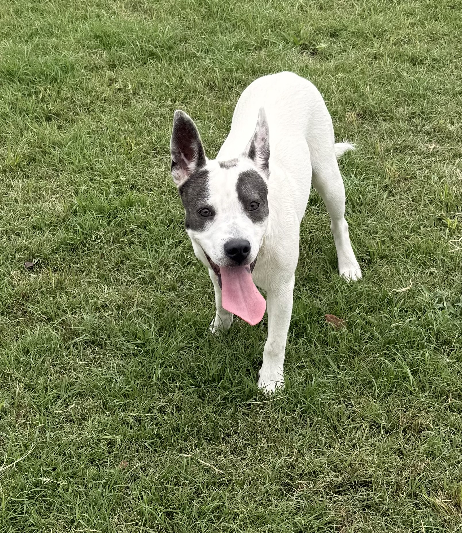 Luna, a sanctuary resident at EveryBuddy