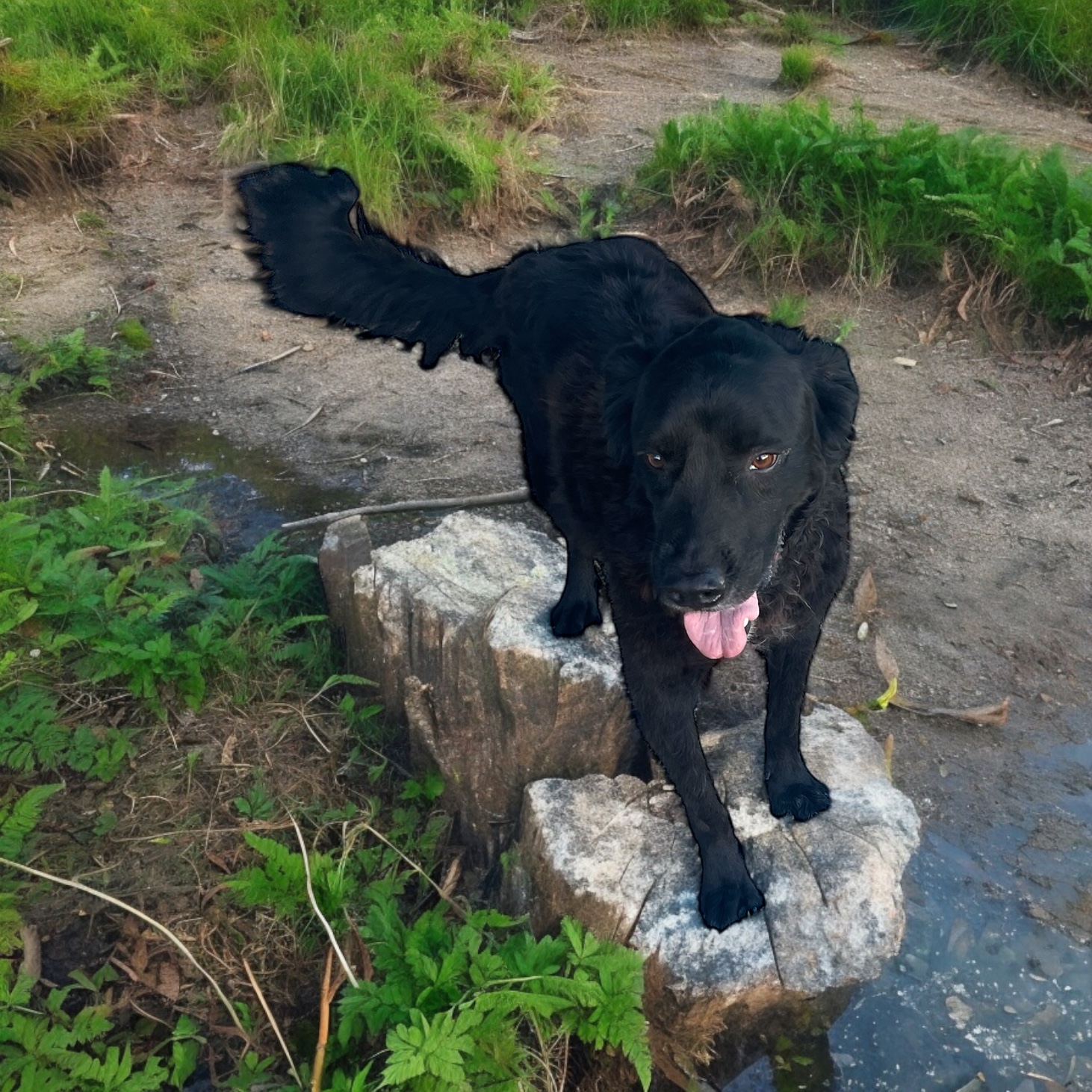 Ranger, a sanctuary resident at EveryBuddy