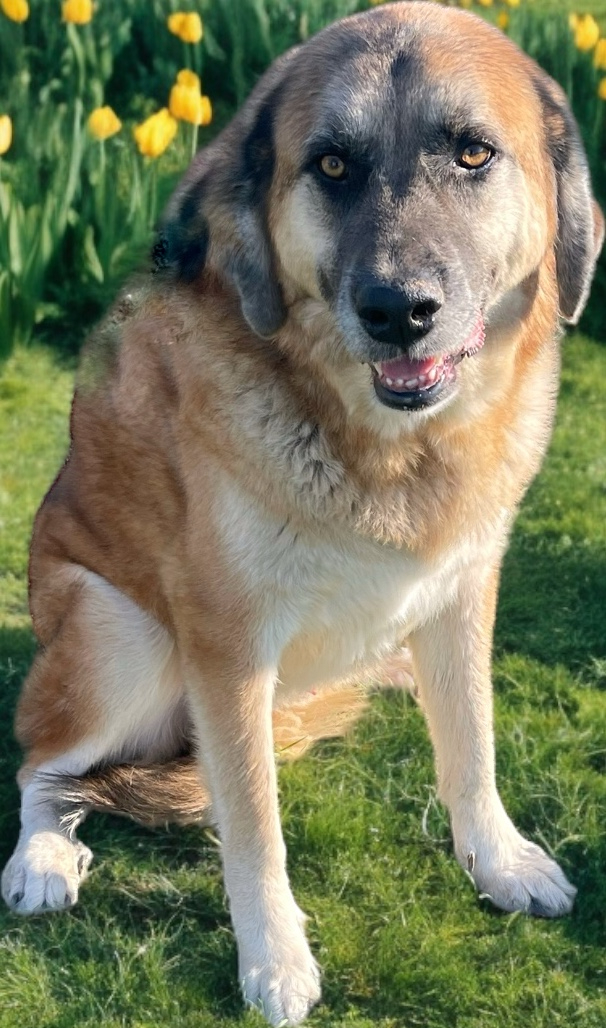Rocco, a sanctuary resident at EveryBuddy