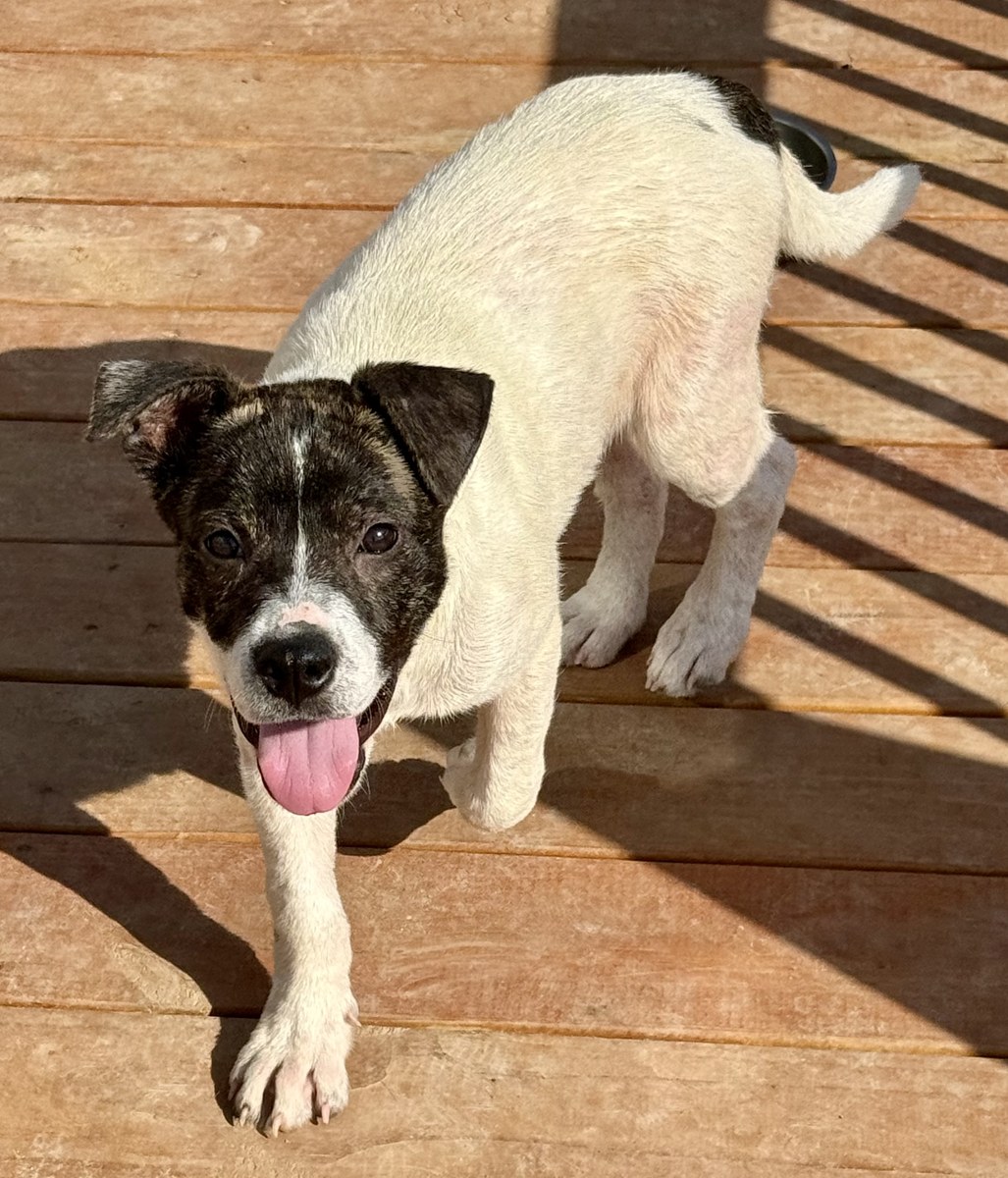 Rogue, Mixed Breed