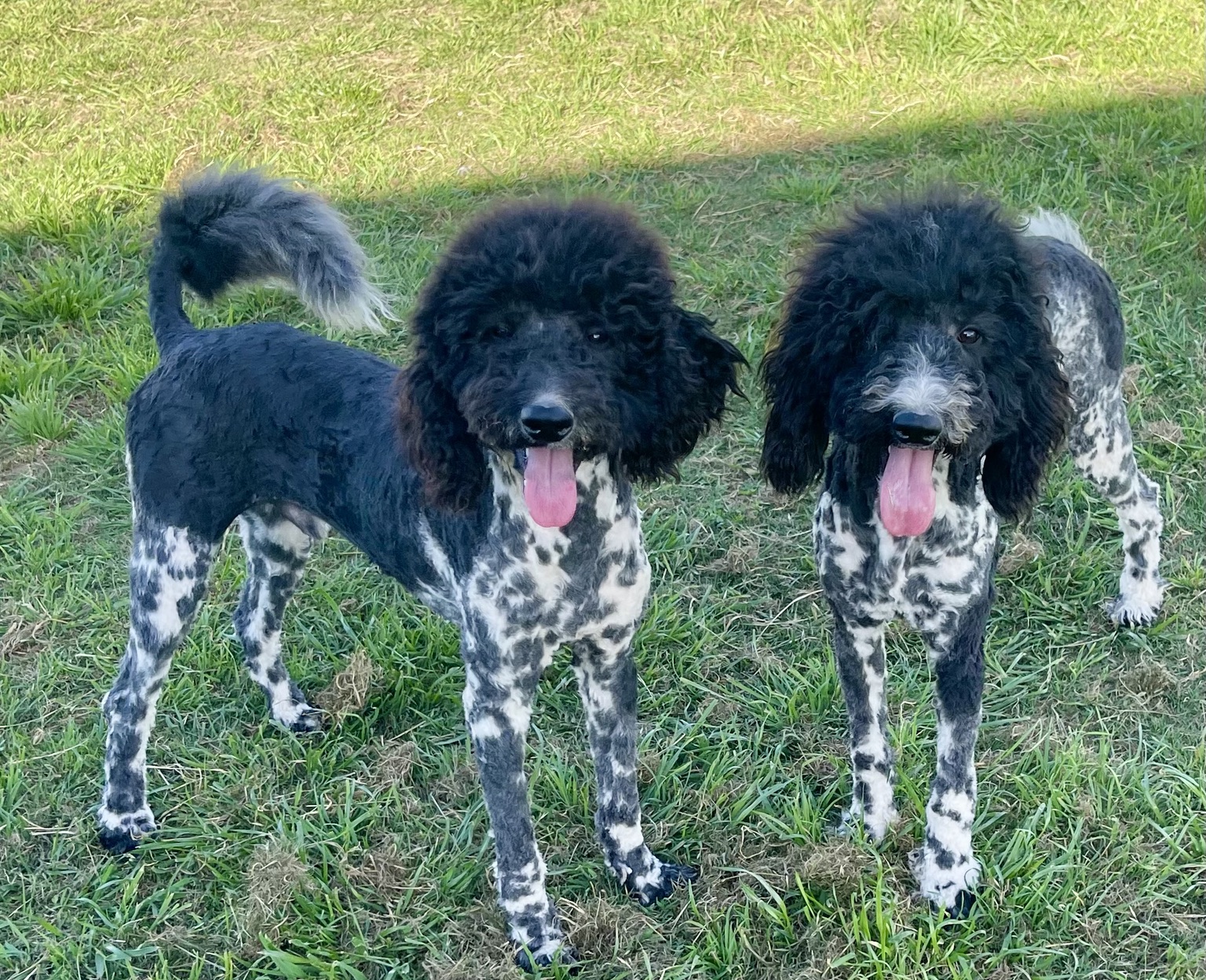 Two black-and-white dogs standing together in the grass