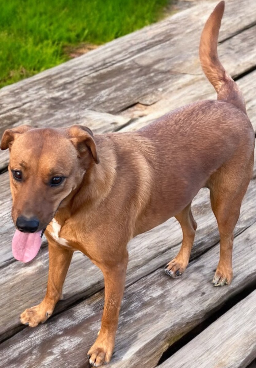 Winston, Golden Retriever Mix