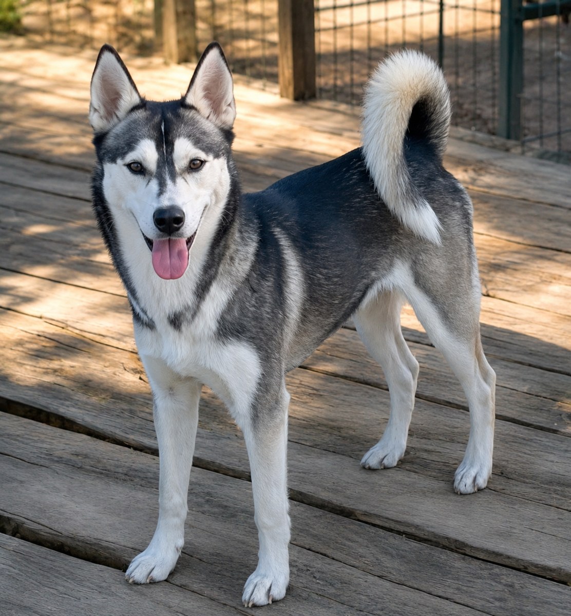 Zorro, Mini Husky Look